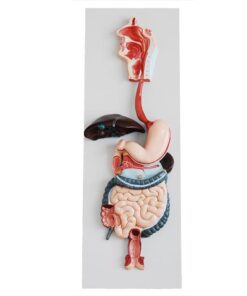 Digestive System