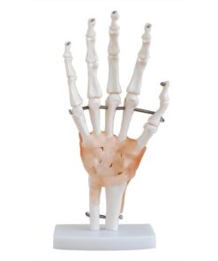 Life Size Hand Joint With Ligaments