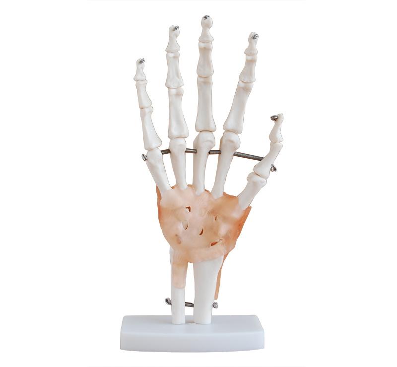 Life Size Hand Joint With Ligaments