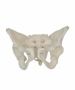 Adult Female Pelvis