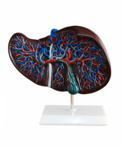 Liver Model