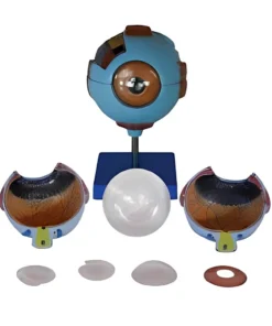 Giant Eye Model