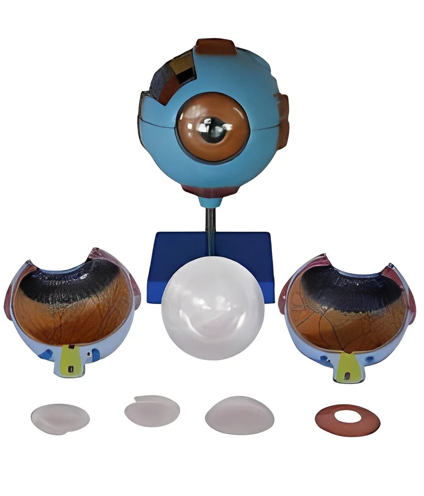 Giant Eye Model