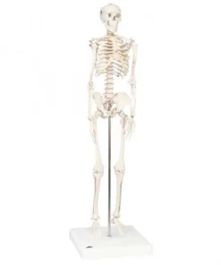 Life Size Skeleton