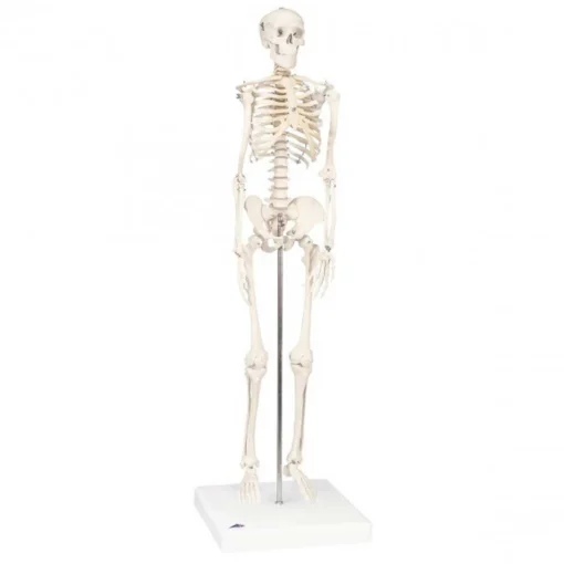 Life Size Skeleton