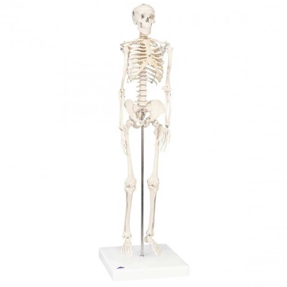 Life Size Skeleton